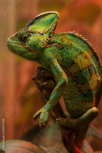 The green chameleon Chamaeleonidae is a family of lizards that can change body color. Bright portrait of an animal. Lizard.