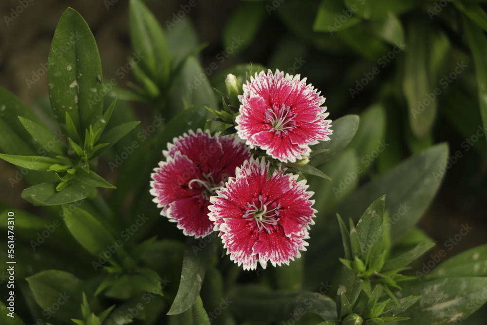Close up beautiful and colorful Dianthus barbatus flower on garden Close up beautiful and colorful Dianthus barbatus flower on garden