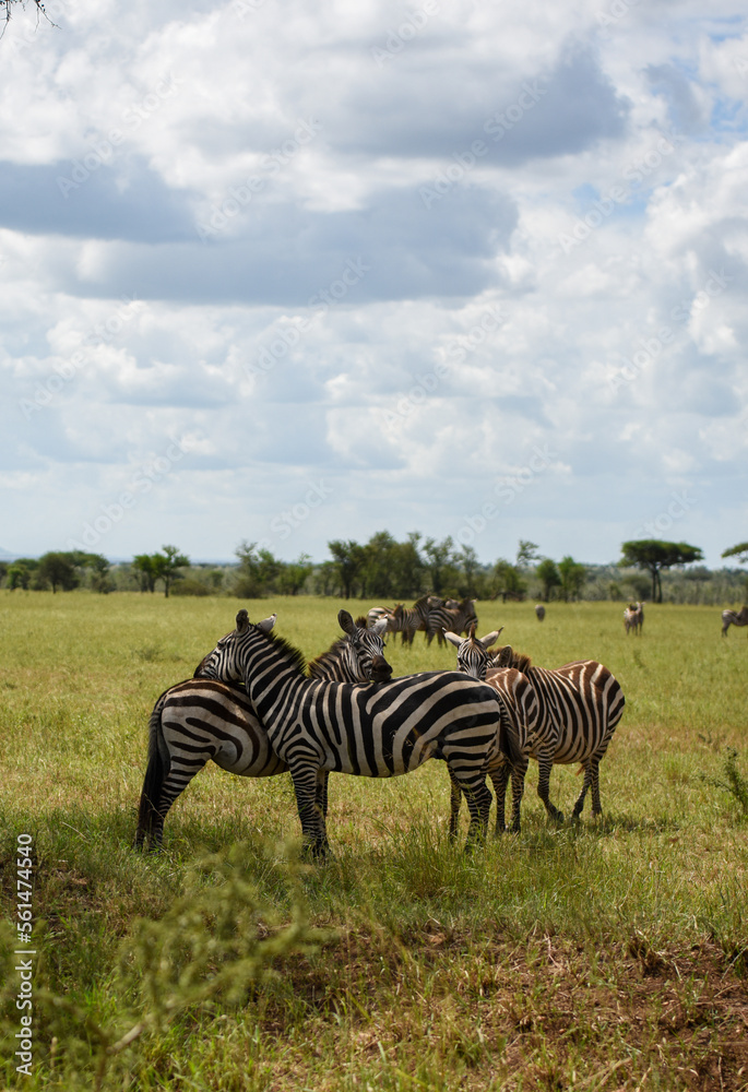 Zebras hugging each other in Serengeti National Park, Tanzania, Africa Zebras hugging each other in Serengeti National Park, Tanzania, Africa