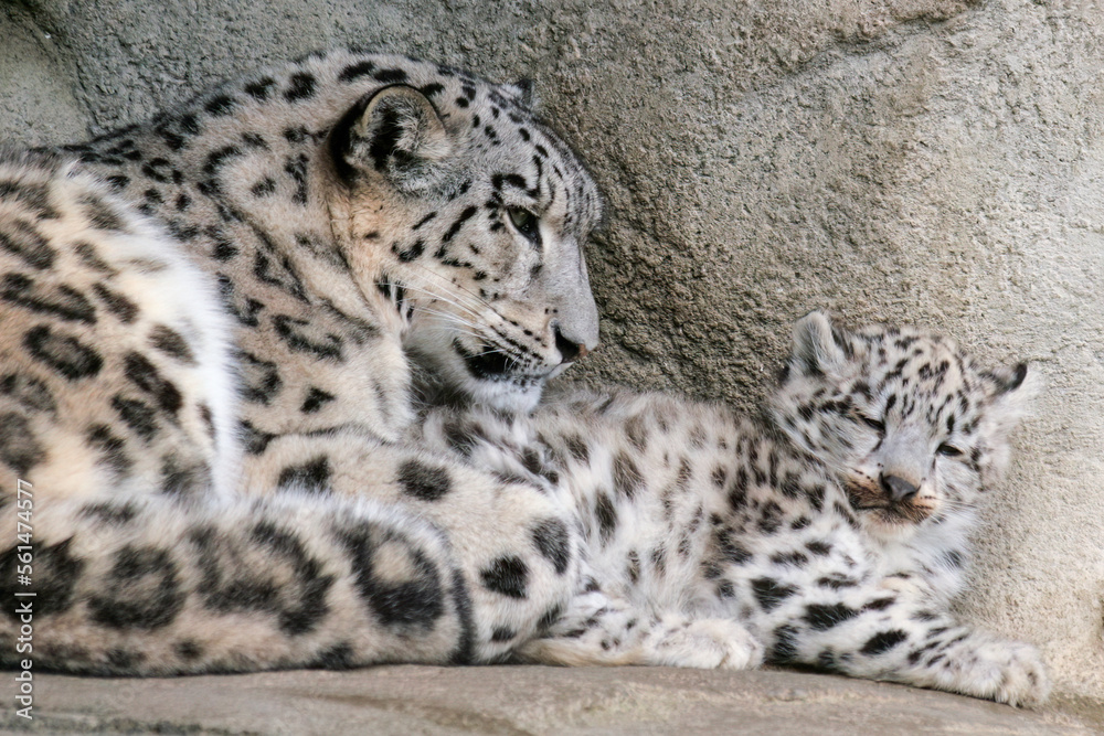 Mother snow leopard with cub resting Mother snow leopard with cub resting