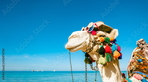 Funny camel face in sunglasses and a hat. An animal against the background of the sea and sky. Backdrop with a copy space.