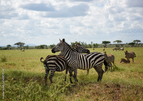 Zebras hugging each other in Serengeti National Park  Tanzania  Africa