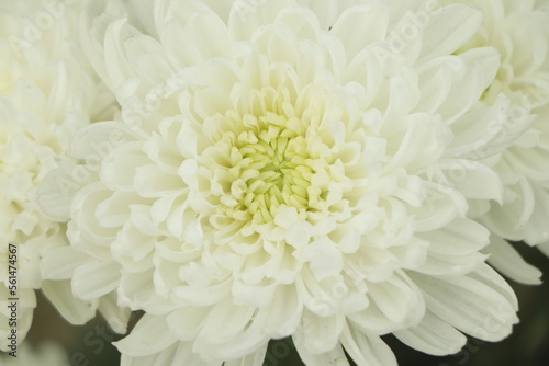 Blurry white flower, Close up petal of white Chrysanthemum flower or white flower