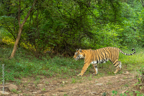 wild bengal female tiger or panthera tigris side profile tail up in natural scenic green background in jungle safari at ranthambore national park forest tiger reserve sawai madhopur rajasthan india