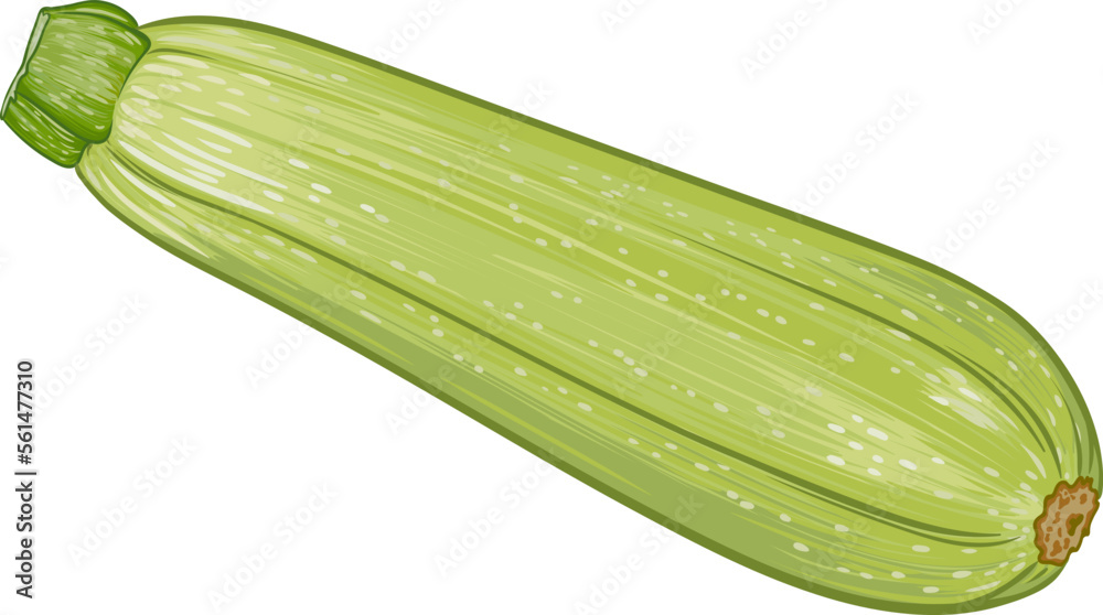 fresh green zucchini on a transparent background. botanical realistic squash fruit illustration