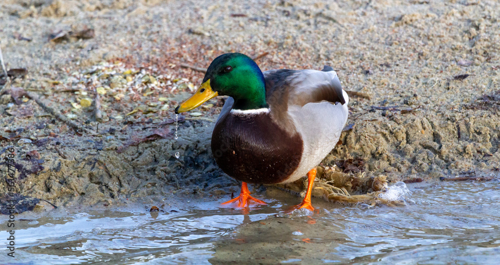 mallard duck on the shore of the lake or river mallard duck on the shore of the lake or river