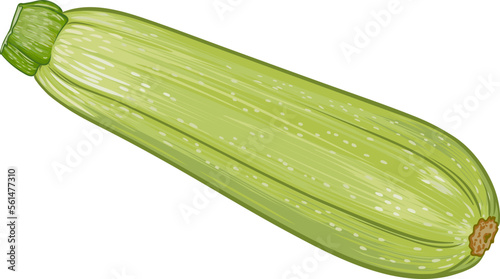 fresh green zucchini on a transparent background. botanical realistic squash fruit illustration
