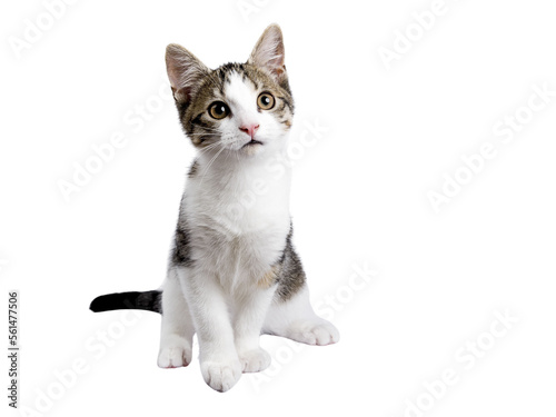 Canvas Print Cute black tabby with white stray cat kitten, sitting up facing front