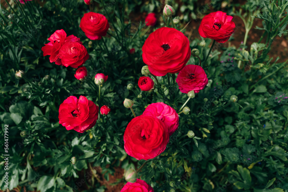 red Rose Damascena fields in Turkish greenhouse red Rose Damascena fields in Turkish greenhouse
