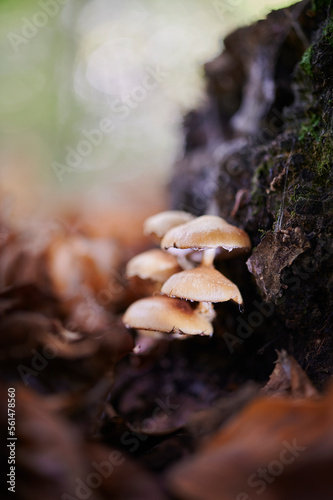 Esquiirol mushrooms