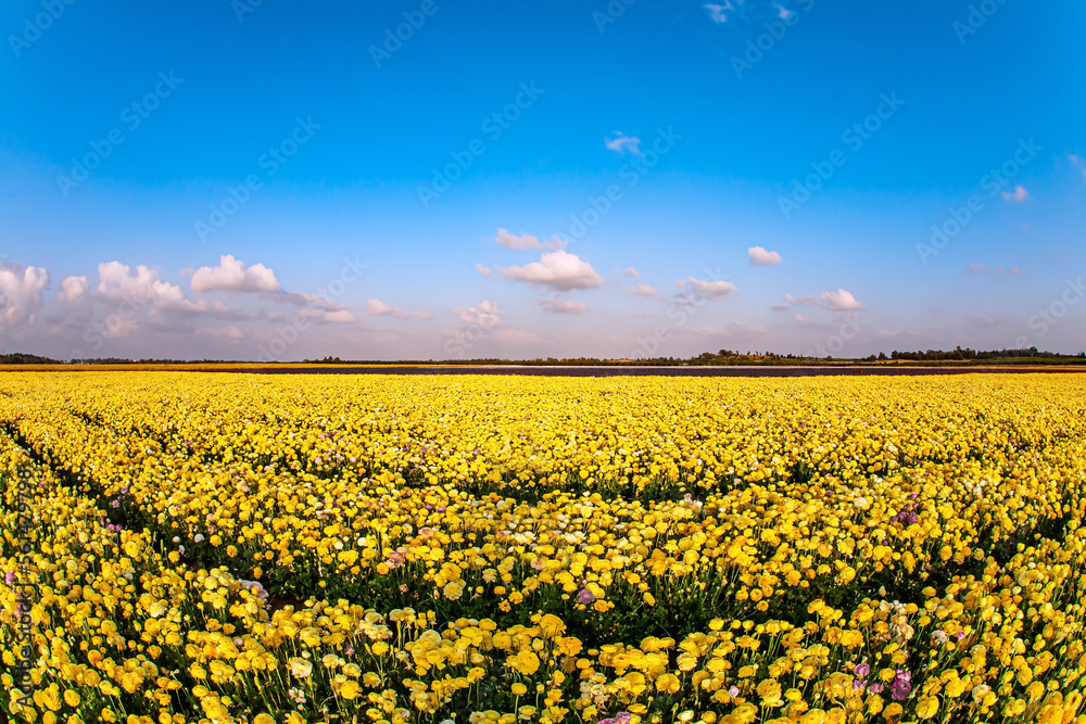 Carpet of flowers