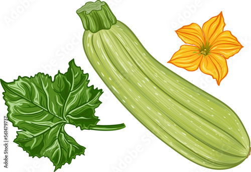 fresh green zucchini with leaves and a flower on a transparent background. botanical realistic squash fruit illustration