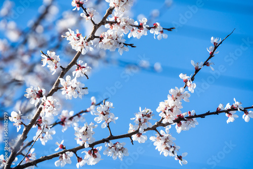 Flowers of the cherry blossoms on a spring day