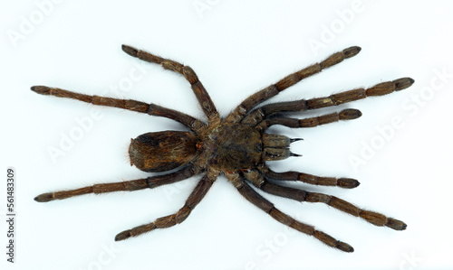 Giant black spider tarantula isolated on white. Erypelma spinius macro close up, arachnidae, collection insect, horror, halloween