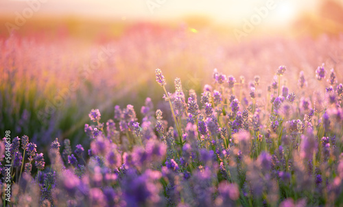 Blooming lavender flower field on sunset background.