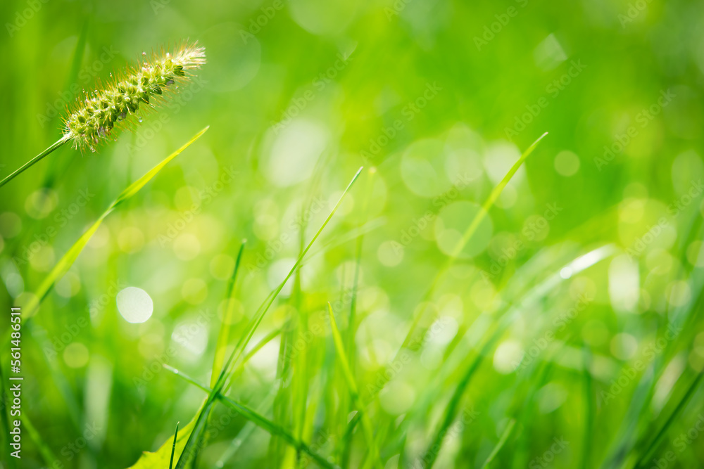 Green grass natural background with bokeh lights, soft focus. Green grass natural background with bokeh lights, soft focus.