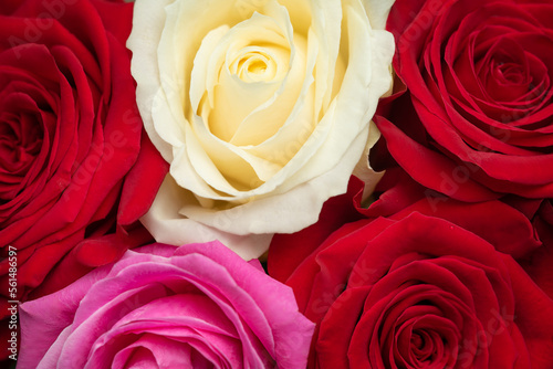 Close up of colorful roses bouquet. Natural background  selective focus