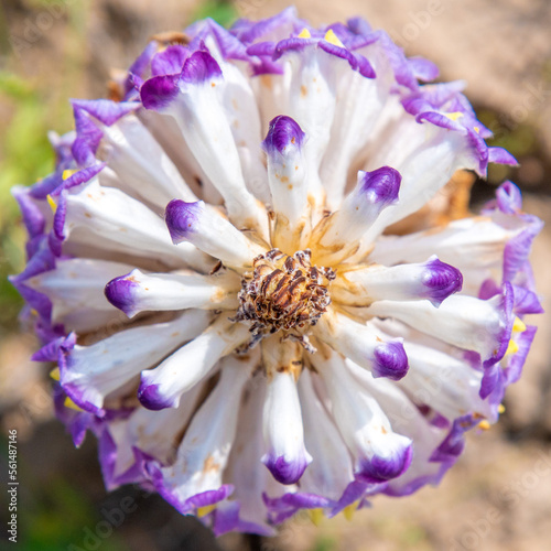 Cistanche medicinal flower