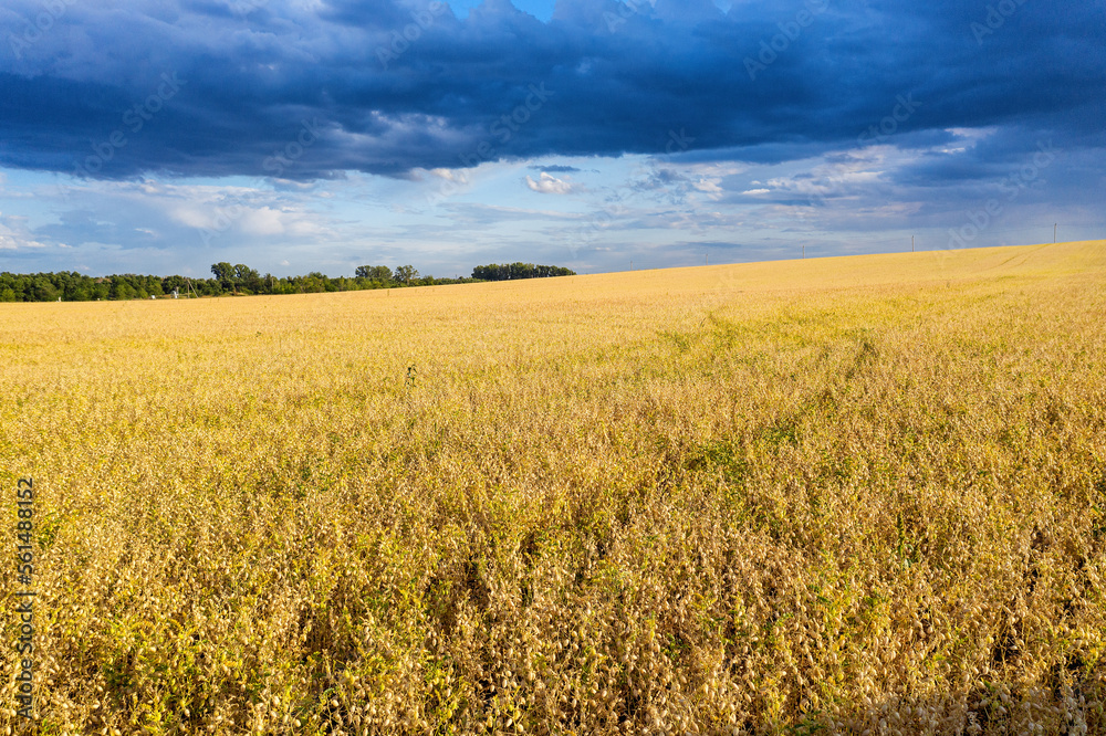 Volga region, harvest season. A field of ripe oats. Aerial view.