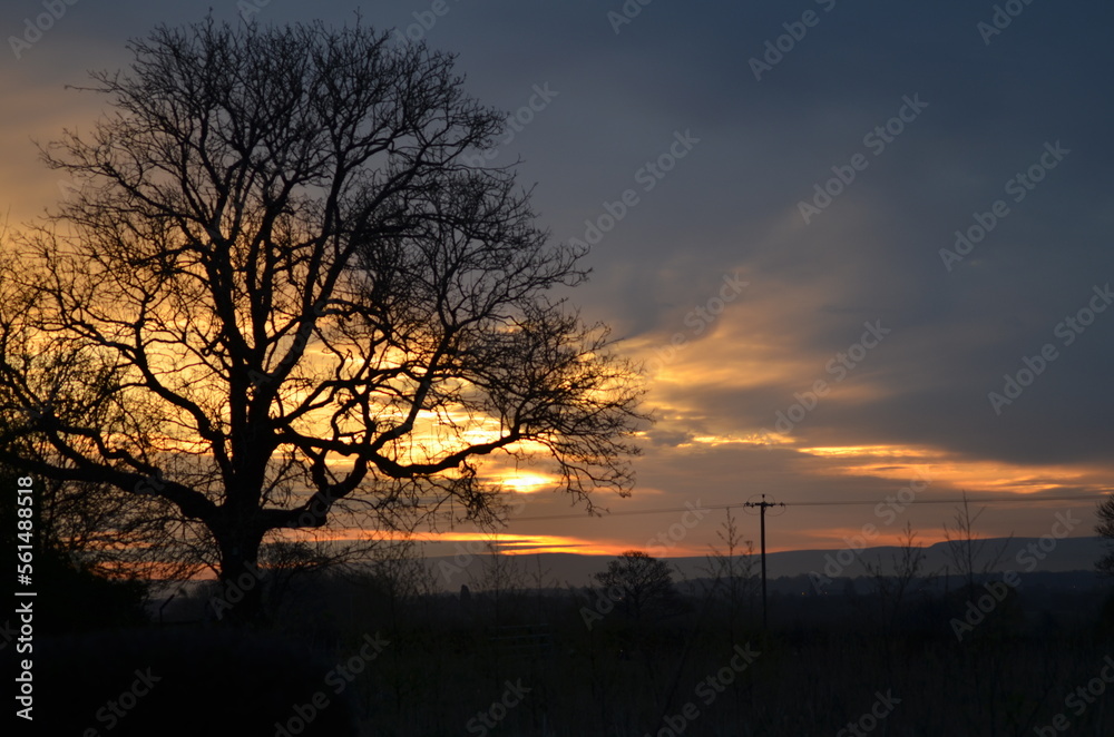 Sunset With tree in foreground