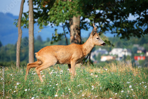 Ein Reh frisst Gras auf einer gr  nen Wiese.