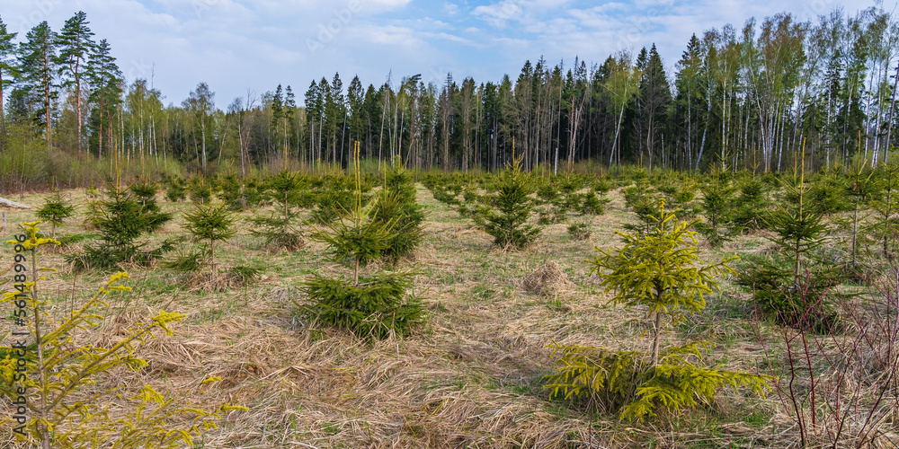 Reforestation. Panorama with young pine trees planted in rows in a forest clearing in summer and cut grass for better tree growth Reforestation. Panorama with young pine trees planted in rows in a forest clearing in summer and cut grass for better tree growth