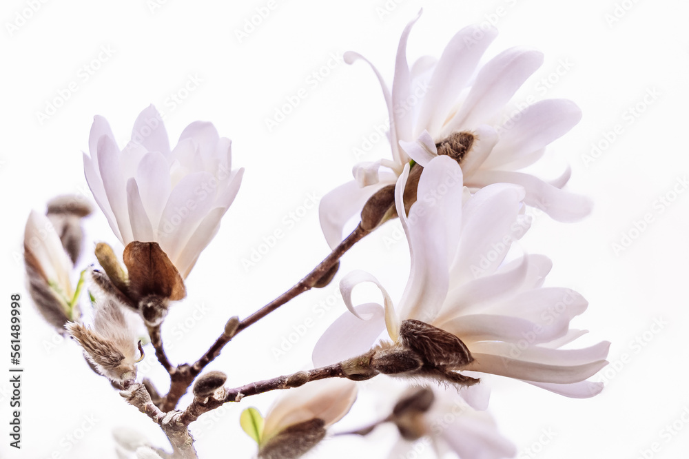 Branch with snow-white magnolia flowers on a blurred background Branch with snow-white magnolia flowers on a blurred background
