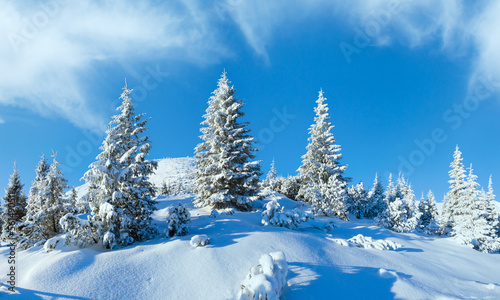 Morning winter mountain landscape with snowy fir trees on slope (Carpathian, Ukraine). © wildman