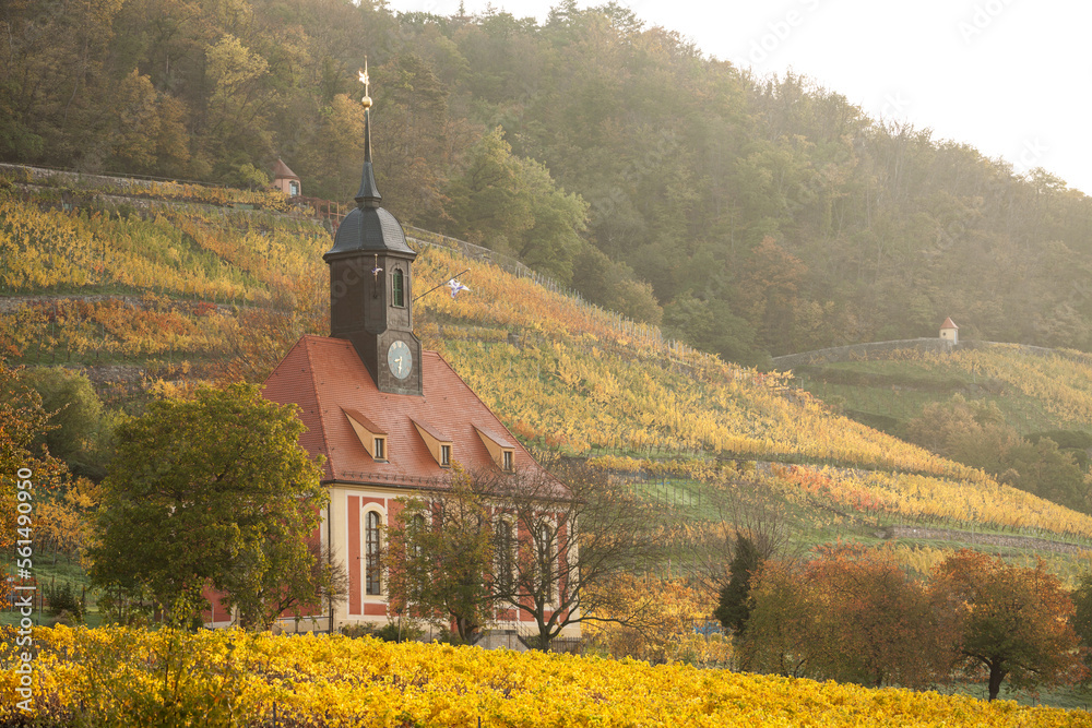 Wine growing in Pillnitz at the Saxon Wine Route, Germany - vineyard church