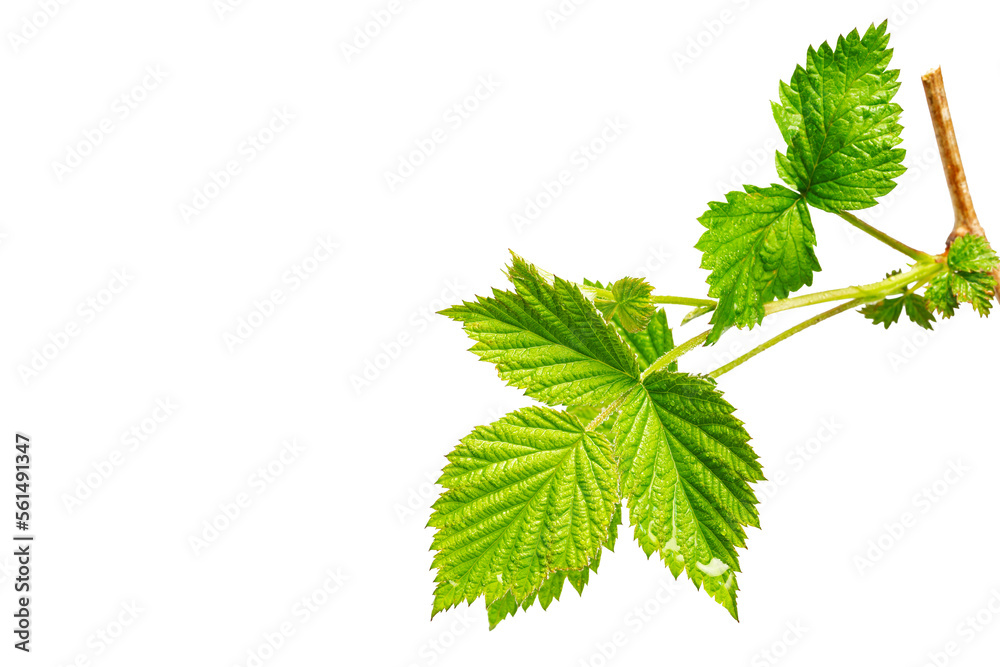 Spring young raspberry leaves in raindrops with white background Spring young raspberry leaves in raindrops with white background