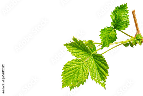 Spring young raspberry leaves in raindrops with white background