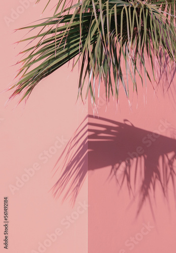 Palm tree stylish sunlight shadows on pink wall background. Nature aesthetic minimalist concept