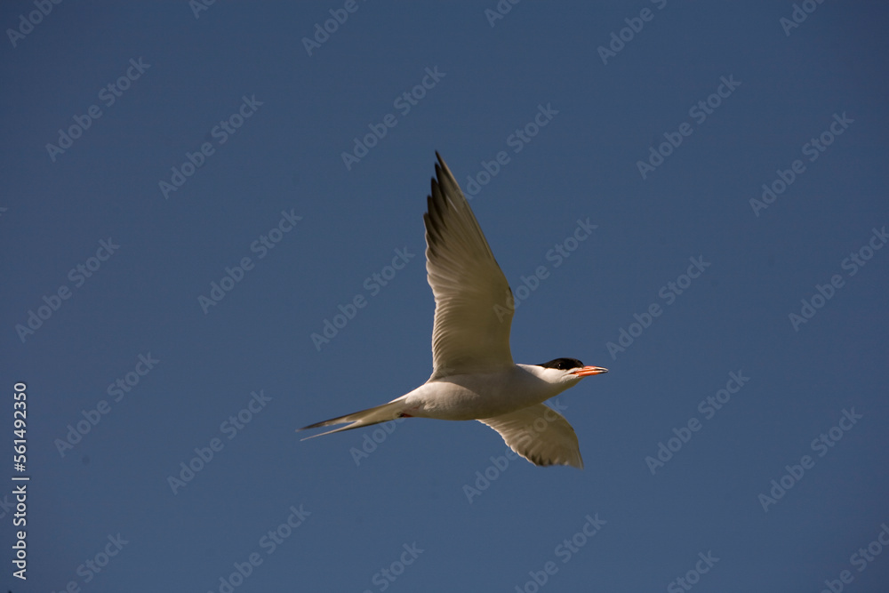 Common Tern, Sterna hirundo, on Eastern Egg Rock Island, Maine. Common Tern, Sterna hirundo, on Eastern Egg Rock Island, Maine.