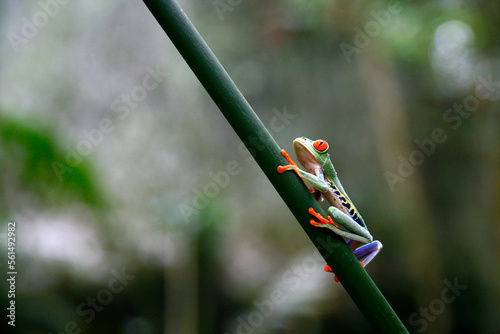 Red eyed Tree Frog, Agalychnis callidryas, Costa Rica. photo