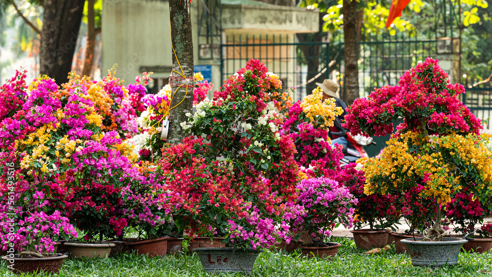 Colorful Bougainvillea flowers for sale at flower market