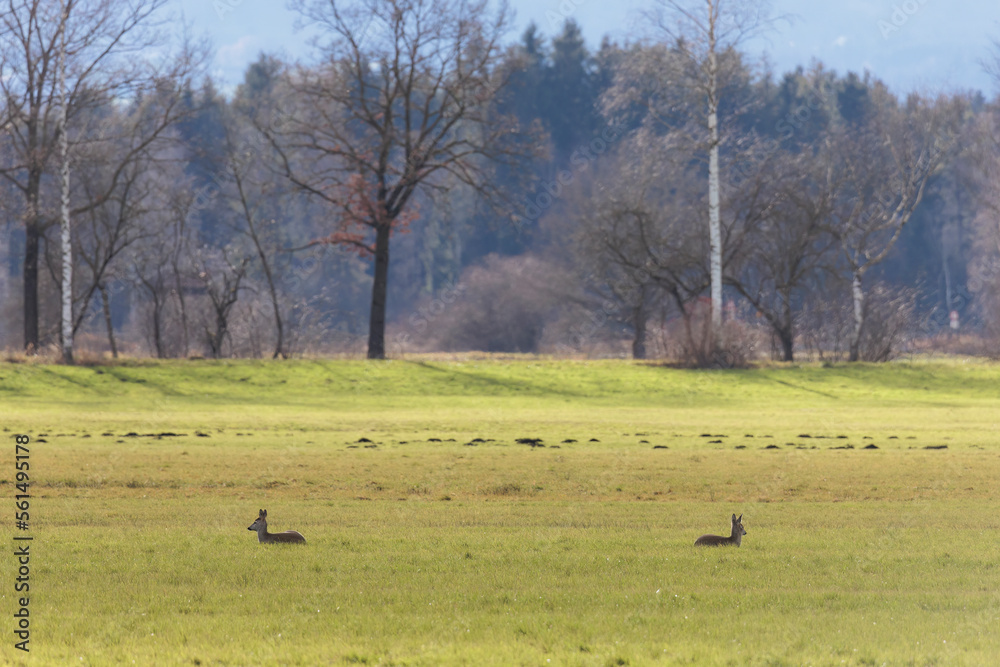 Two deer resting in a meadow near Raisting on a sunny winter day Two deer resting in a meadow near Raisting on a sunny winter day