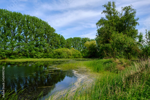 Kleine Seen in der Nähe des Bürgleinsees bei Grettstadt, Landkreis Schweinfurt, Unterfranken, Franken, Bayern, Deutschland