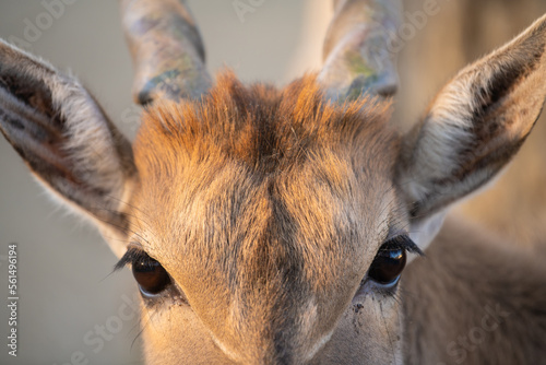 Closeup portrait of Eland Taurotragus oryx also known as southern Eland or Eland Antelope.