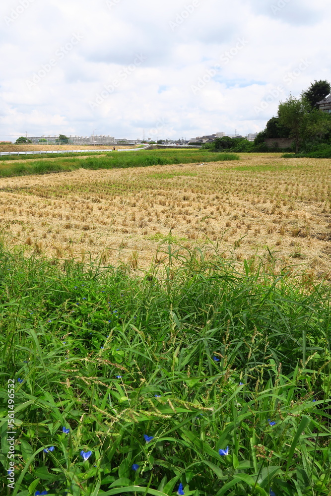 Fototapeta premium 露草と秋の刈田風景
