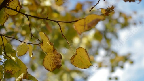 close-up leaf during the autumn fall season. closeup yellow leaves.