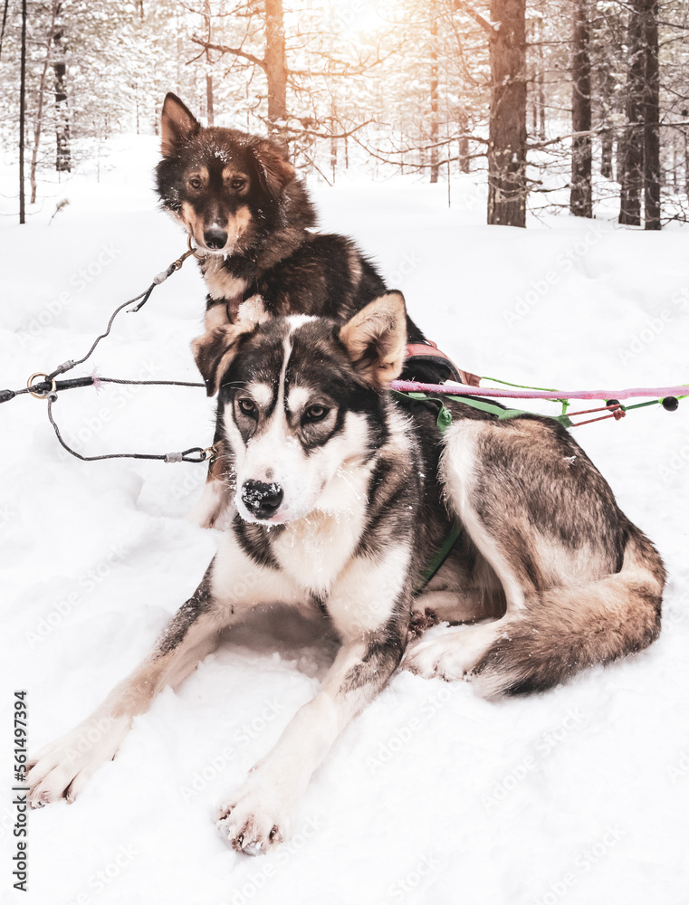 Husky dogs in the snow. Sled dogs in Lapland.