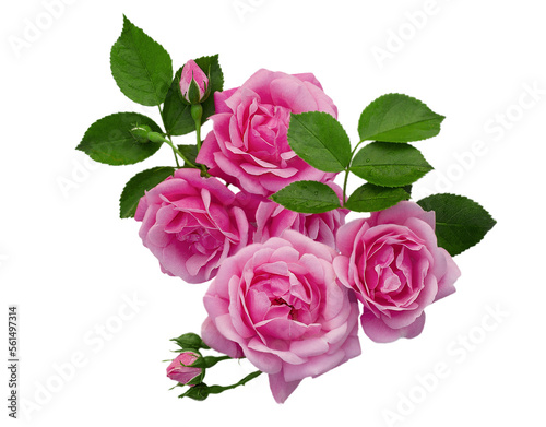 a composite of fresh roses  buds and leaves isolated on a white background. Bouquet of roses