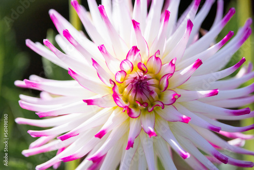 Dahlia  White and Pink