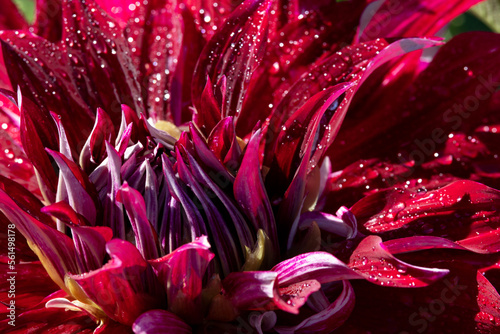 Dahlia, Maroon