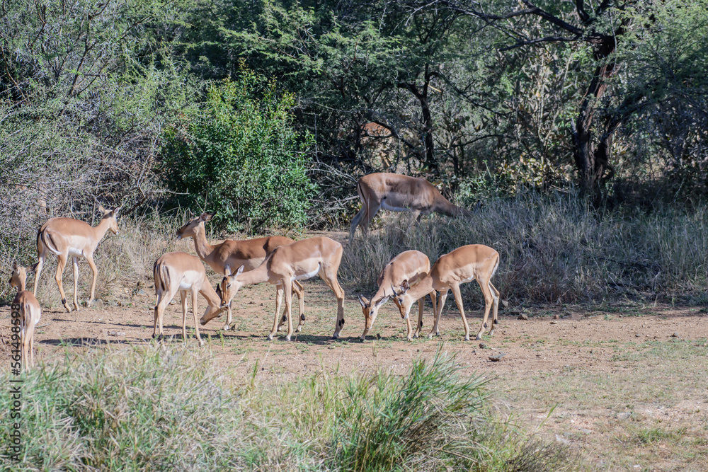 African impalas near Kruger National Park. African impalas near Kruger National Park.