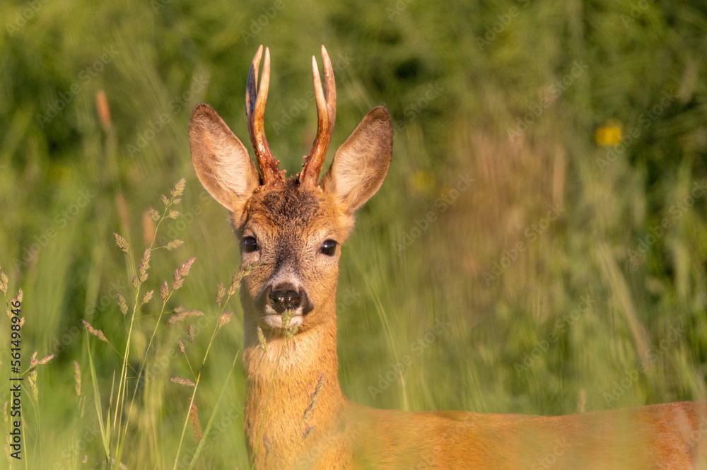close-up portrait of roe deer looking straight into the eyes standing in a field in the middle of a green meadow of grass in the morning light at sunrise in the Czech Republic close-up portrait of roe deer looking straight into the eyes standing in a field in the middle of a green meadow of grass in the morning light at sunrise in the Czech Republic