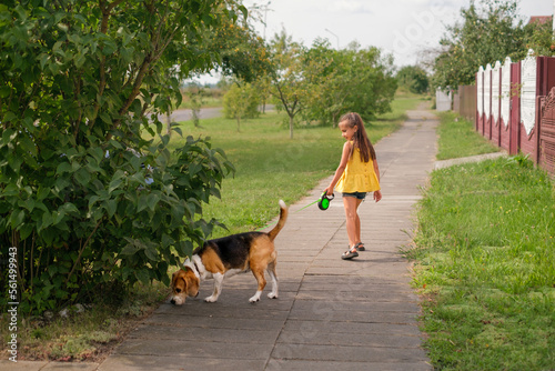 A child walks a thoroughbred beagle dog on a leash along a path in the suburbs on a warm summer day