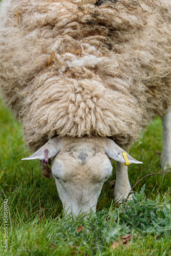 Sheep Grazing