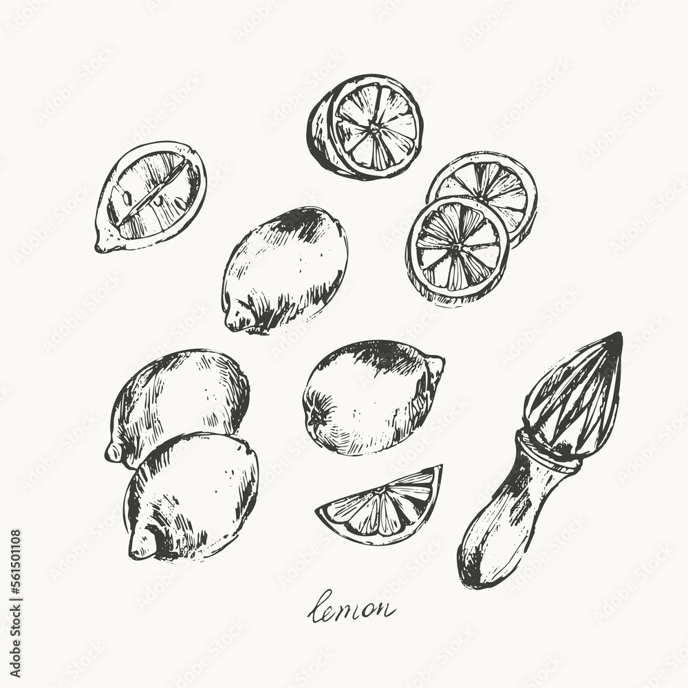 Hand drawn lemon citrus fruit, slices, juicer.