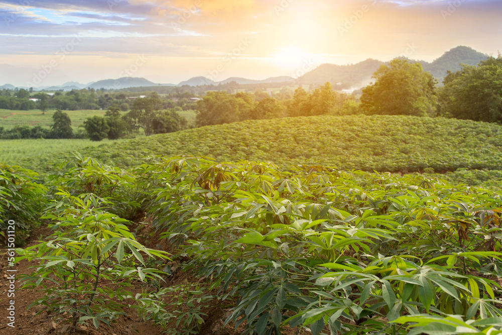 row of cassava tree in field. Growing cassava, young shoots growing